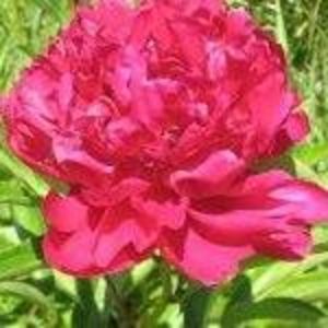 Meet your Posher, Delores